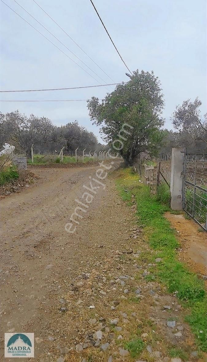 Balıkesir Burhaniye Yunus Mahallesi Zeytinlik - Görsel 18