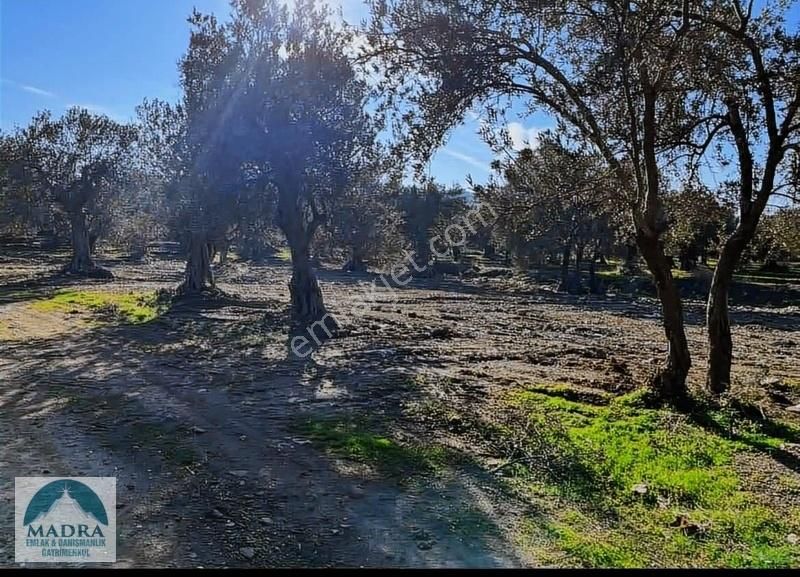 Balıkesir Burhaniye Yunus Mahallesi Zeytinlik