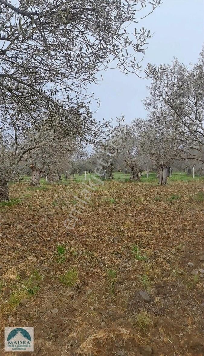 Balıkesir Burhaniye Yunus Mahallesi Zeytinlik - Görsel 20