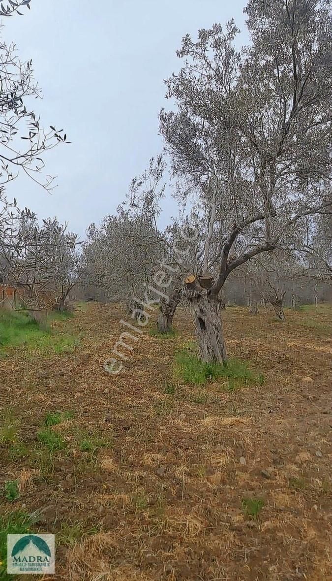 Balıkesir Burhaniye Yunus Mahallesi Zeytinlik - Görsel 22
