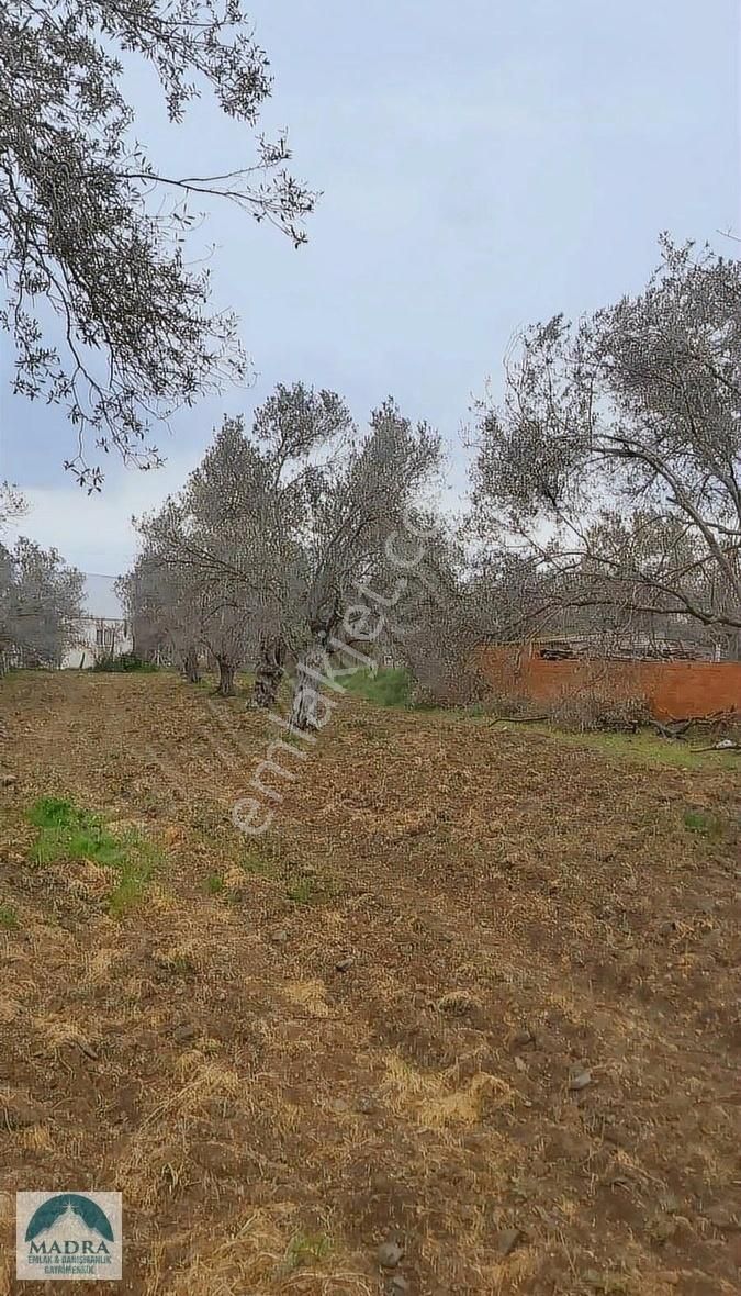 Balıkesir Burhaniye Yunus Mahallesi Zeytinlik - Görsel 14