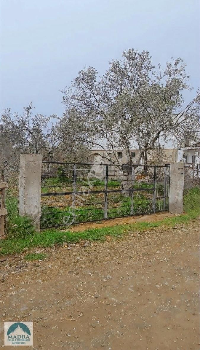 Balıkesir Burhaniye Yunus Mahallesi Zeytinlik - Görsel 10