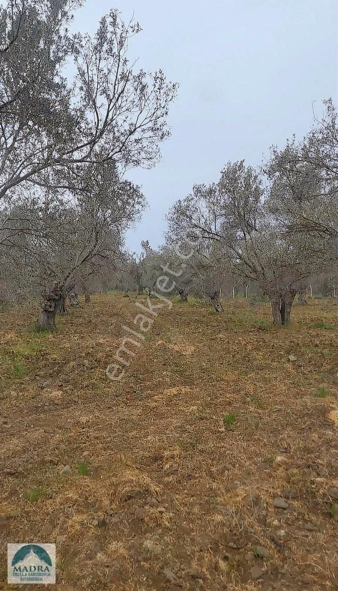 Balıkesir Burhaniye Yunus Mahallesi Zeytinlik - Görsel 2