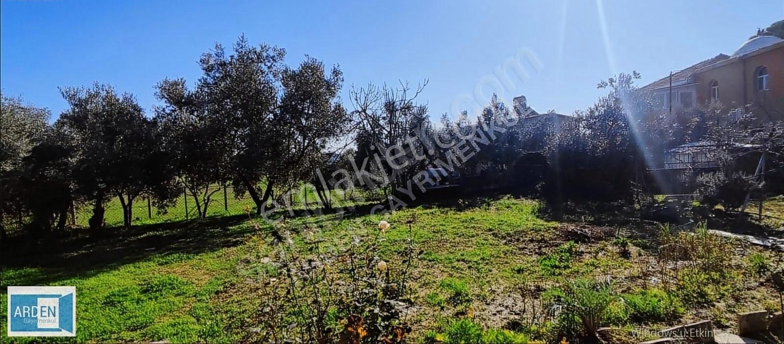 Arden Gyo'dan Orhanlı Köyünde Bakımlı Zeytin Ağaçlı Tarla