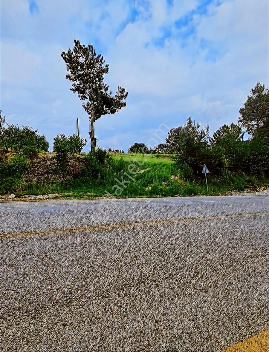 Mercan Gayrimenkulden Eşen'de Anayol Üstü 1.000m2 Tek Tapu Tarla