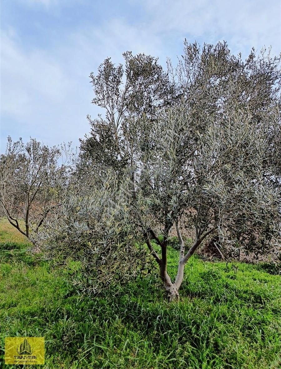 Çanakkale Merkez Dümrek Satılık 4252 M2 Tarla Vasıflı Zeytinlik.