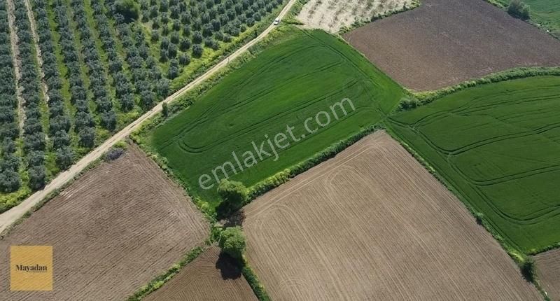 Mayadan Gyo'dan Yeşilçomlu Mah Satılık 6350 M2 Tarla