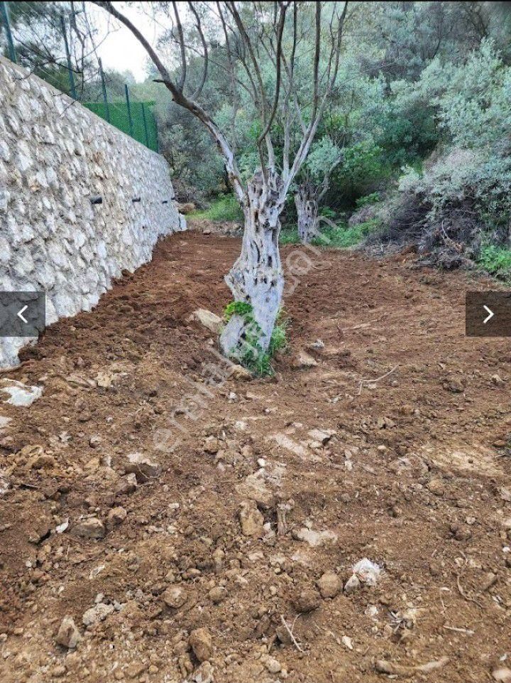 Sahibinden Satılık Zeytinlik