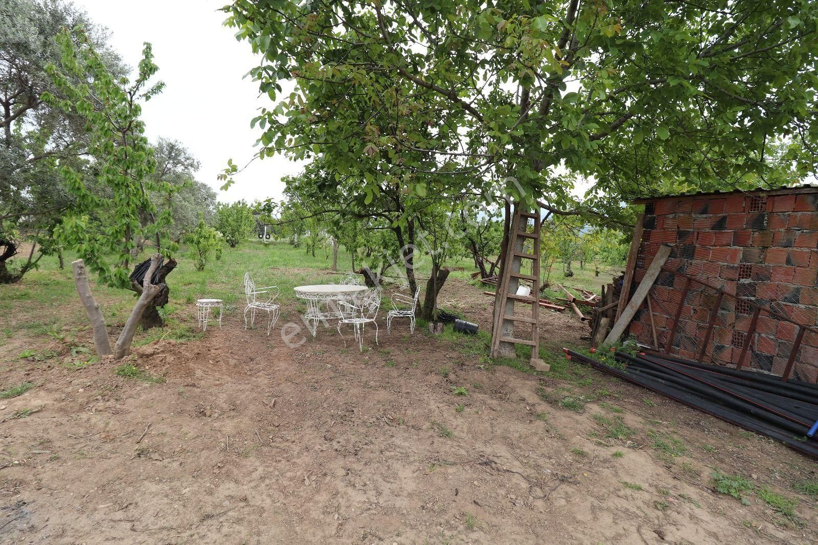 Armutlu Hürriyet Mahallesinde İçinde Besi Damı Olan 3511 M2 Bahçe - Görsel 2