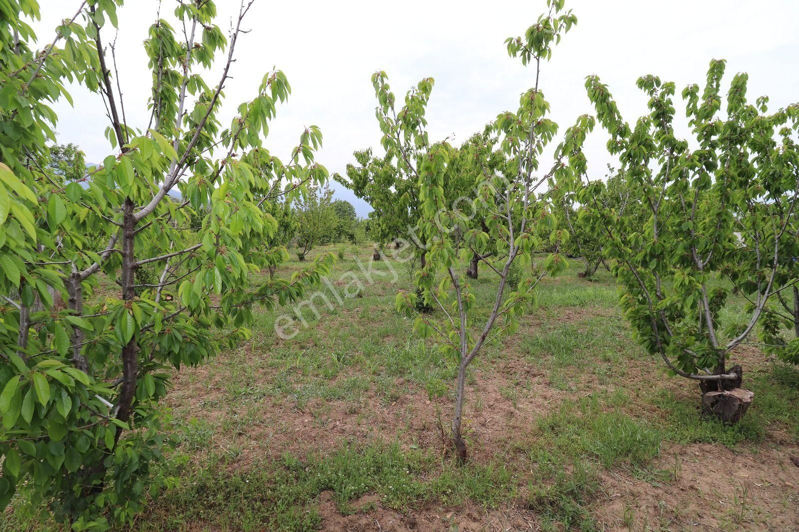 Armutlu Hürriyet Mahallesinde İçinde Besi Damı Olan 3511 M2 Bahçe - Görsel 28