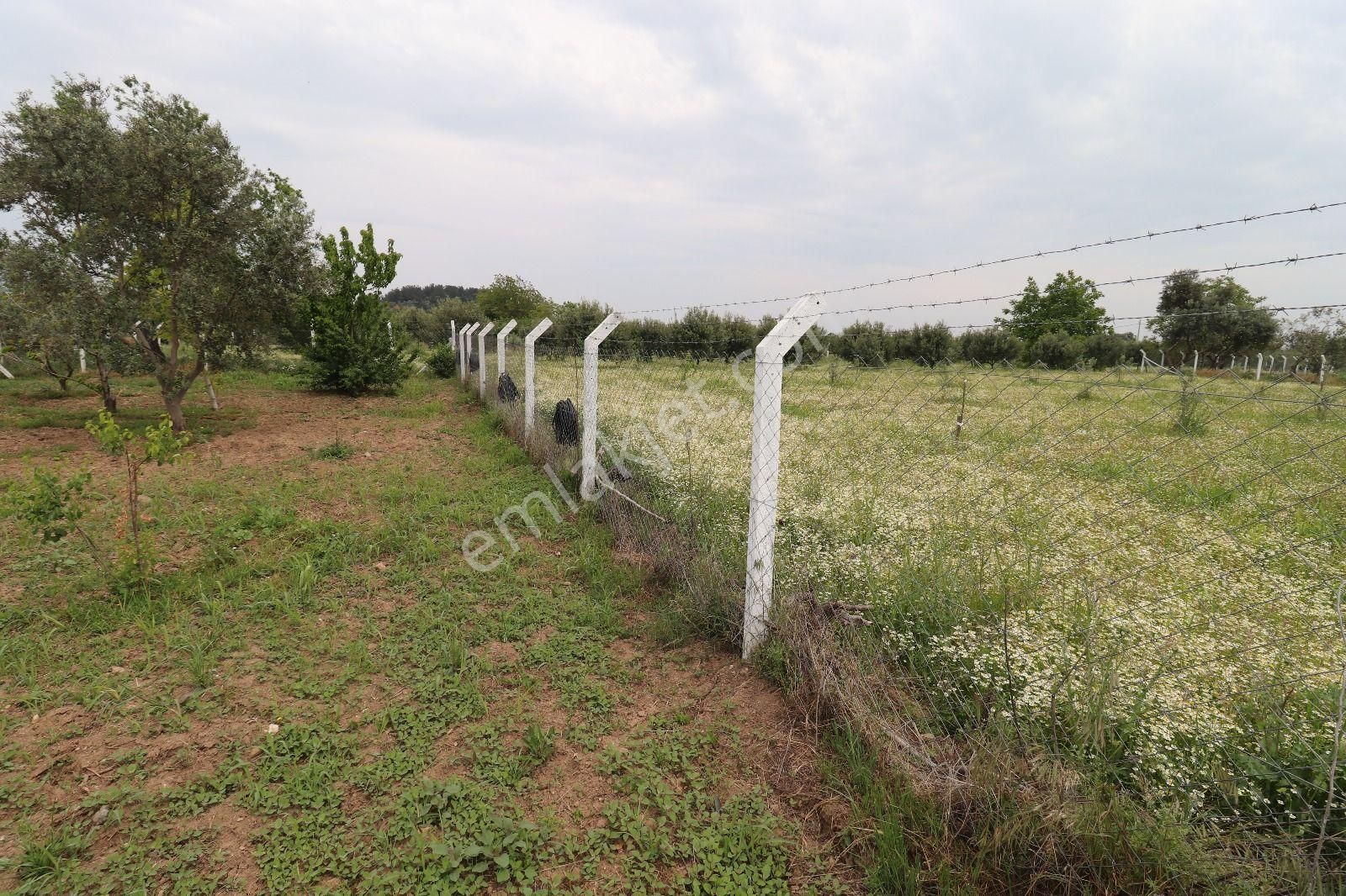 Armutlu Hürriyet Mahallesinde İçinde Besi Damı Olan 3511 M2 Bahçe - Görsel 24