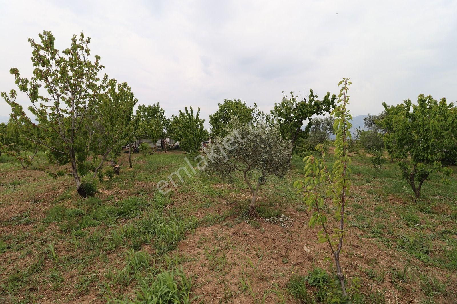 Armutlu Hürriyet Mahallesinde İçinde Besi Damı Olan 3511 M2 Bahçe - Görsel 14
