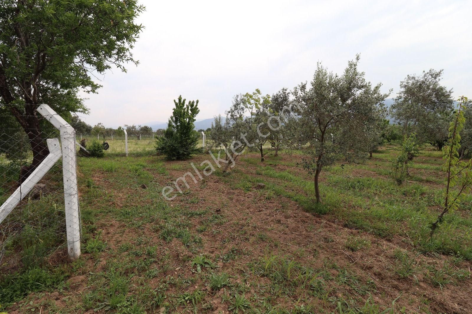 Armutlu Hürriyet Mahallesinde İçinde Besi Damı Olan 3511 M2 Bahçe - Görsel 20