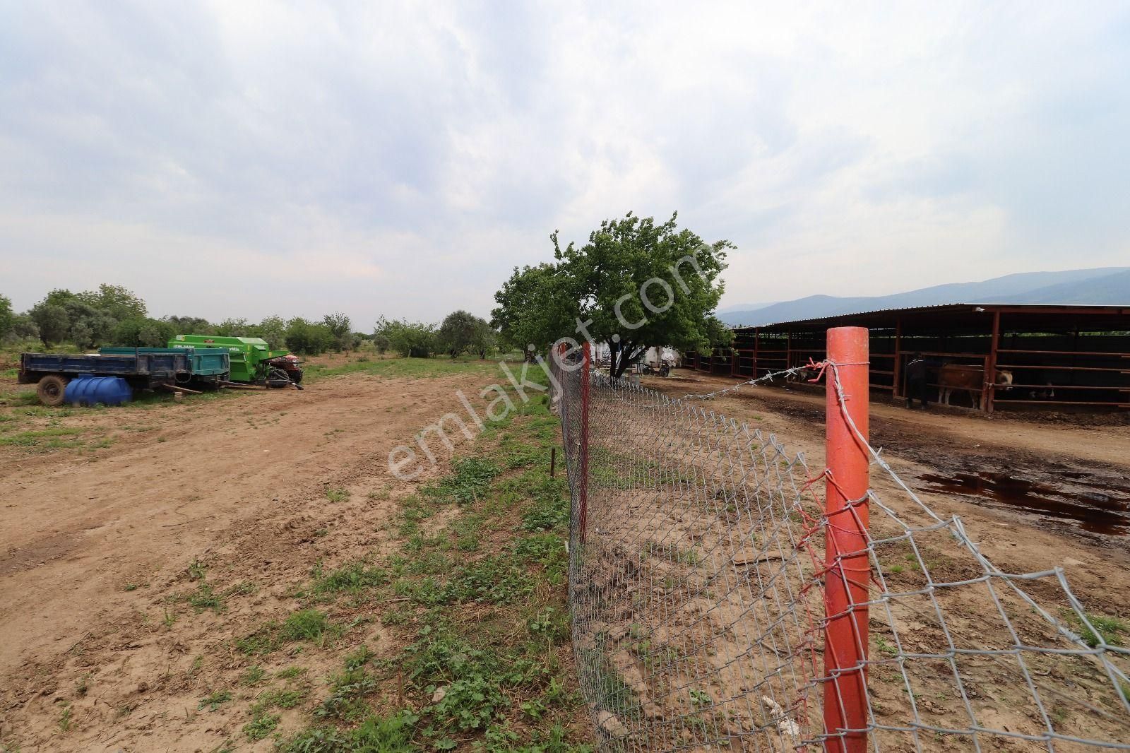 Armutlu Hürriyet Mahallesinde İçinde Besi Damı Olan 3511 M2 Bahçe - Görsel 3