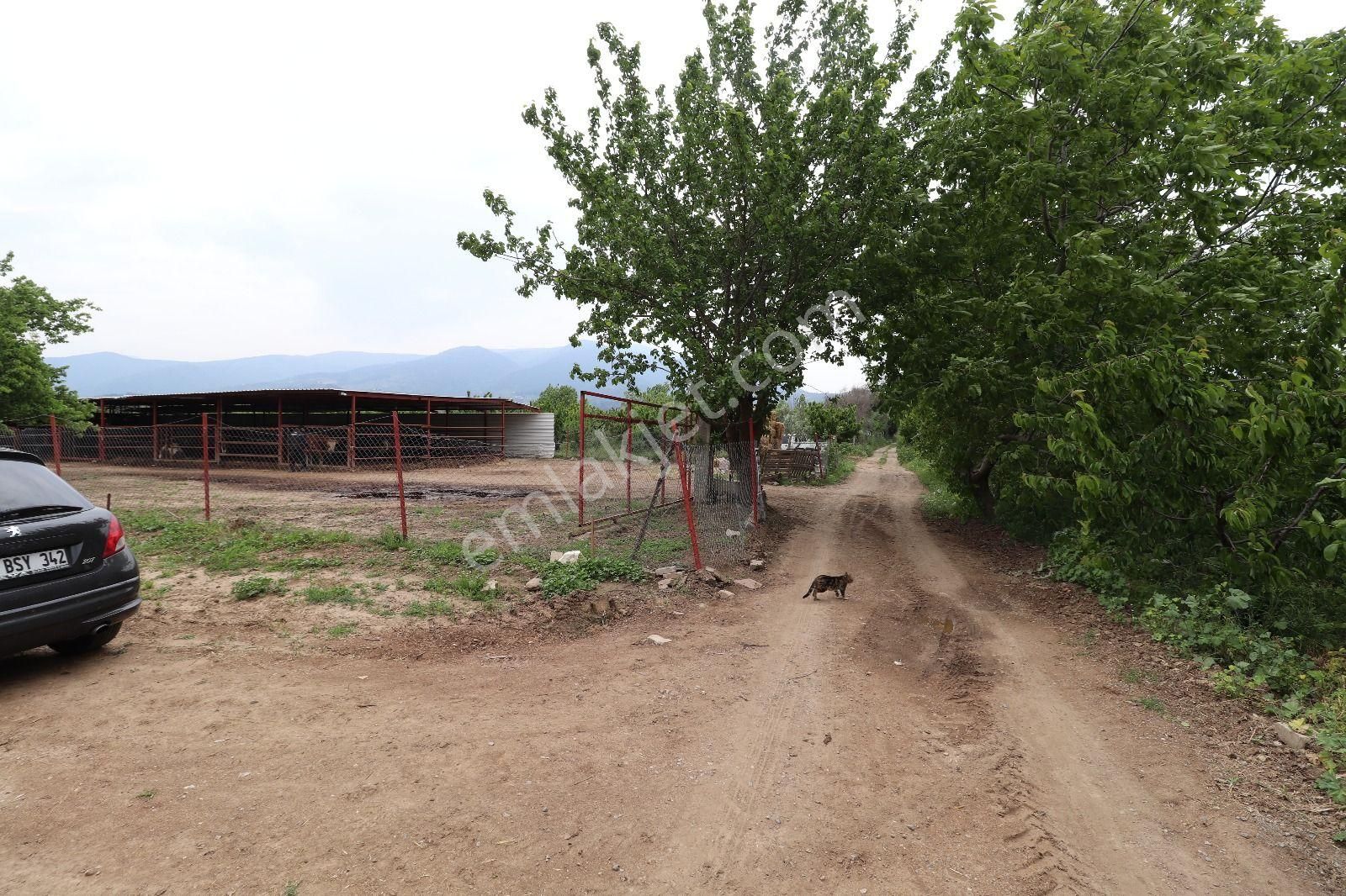 Armutlu Hürriyet Mahallesinde İçinde Besi Damı Olan 3511 M2 Bahçe - Görsel 13