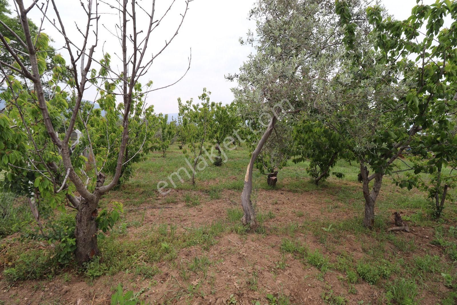 Armutlu Hürriyet Mahallesinde İçinde Besi Damı Olan 3511 M2 Bahçe - Görsel 8