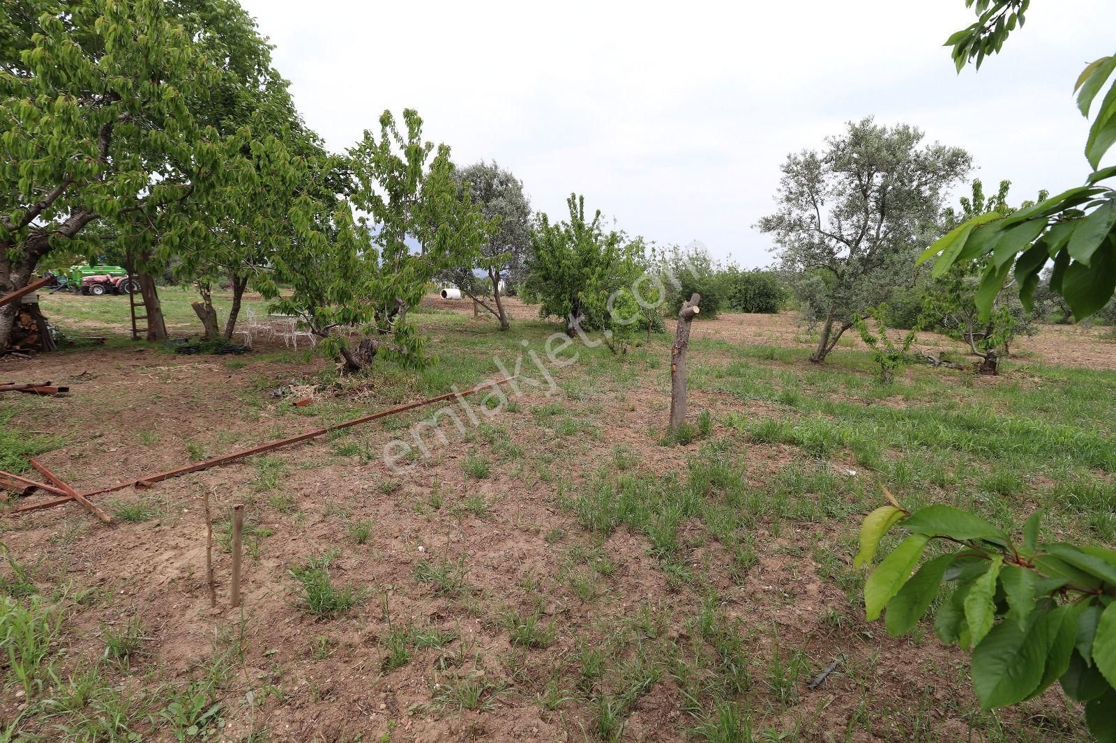 Armutlu Hürriyet Mahallesinde İçinde Besi Damı Olan 3511 M2 Bahçe - Görsel 21