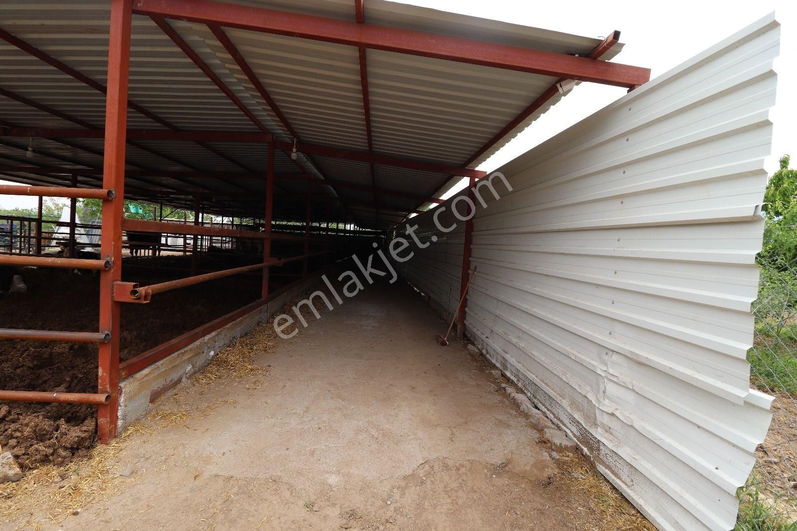 Armutlu Hürriyet Mahallesinde İçinde Besi Damı Olan 3511 M2 Bahçe - Görsel 5