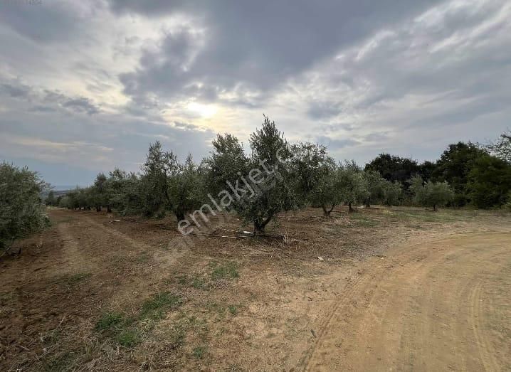 Kestel Kayacik Yatirimlik Satilik Arazi 2.9200 M2 (34) +