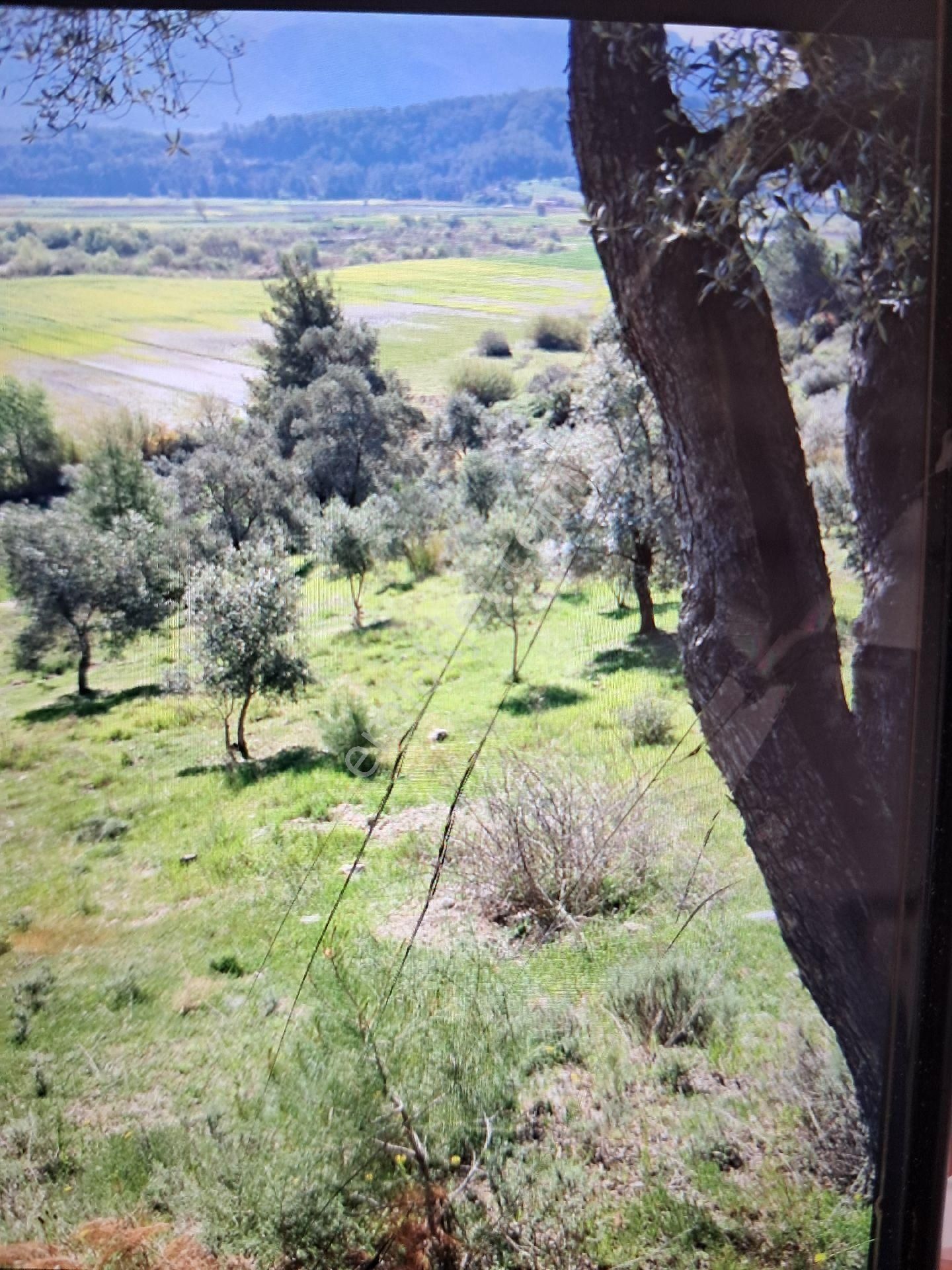 Seydikemer Demirlerde Tek Tapu 6.334 M2 Satılık Tarla - Görsel 9