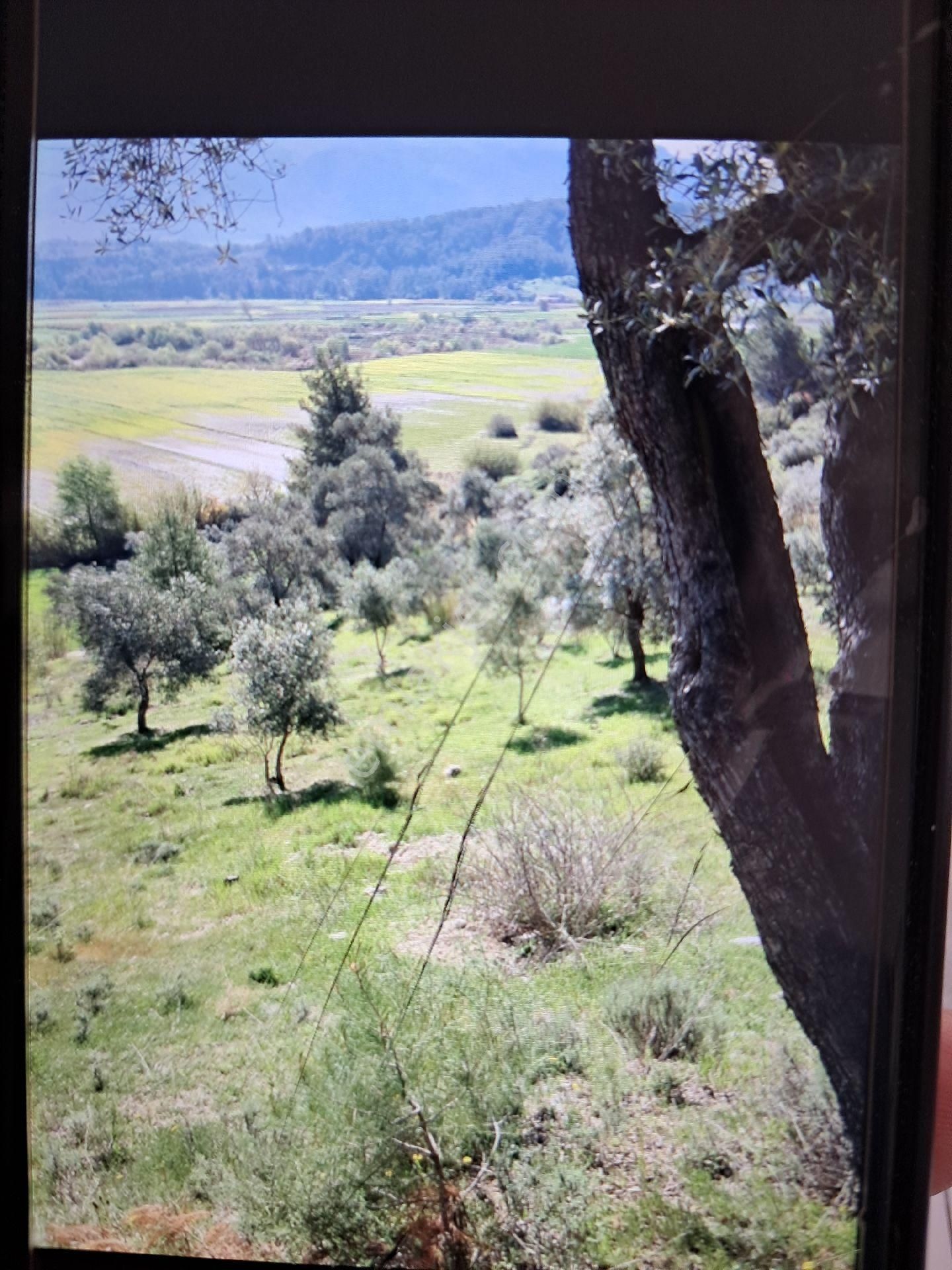 Seydikemer Demirlerde Tek Tapu 6.334 M2 Satılık Tarla - Görsel 3