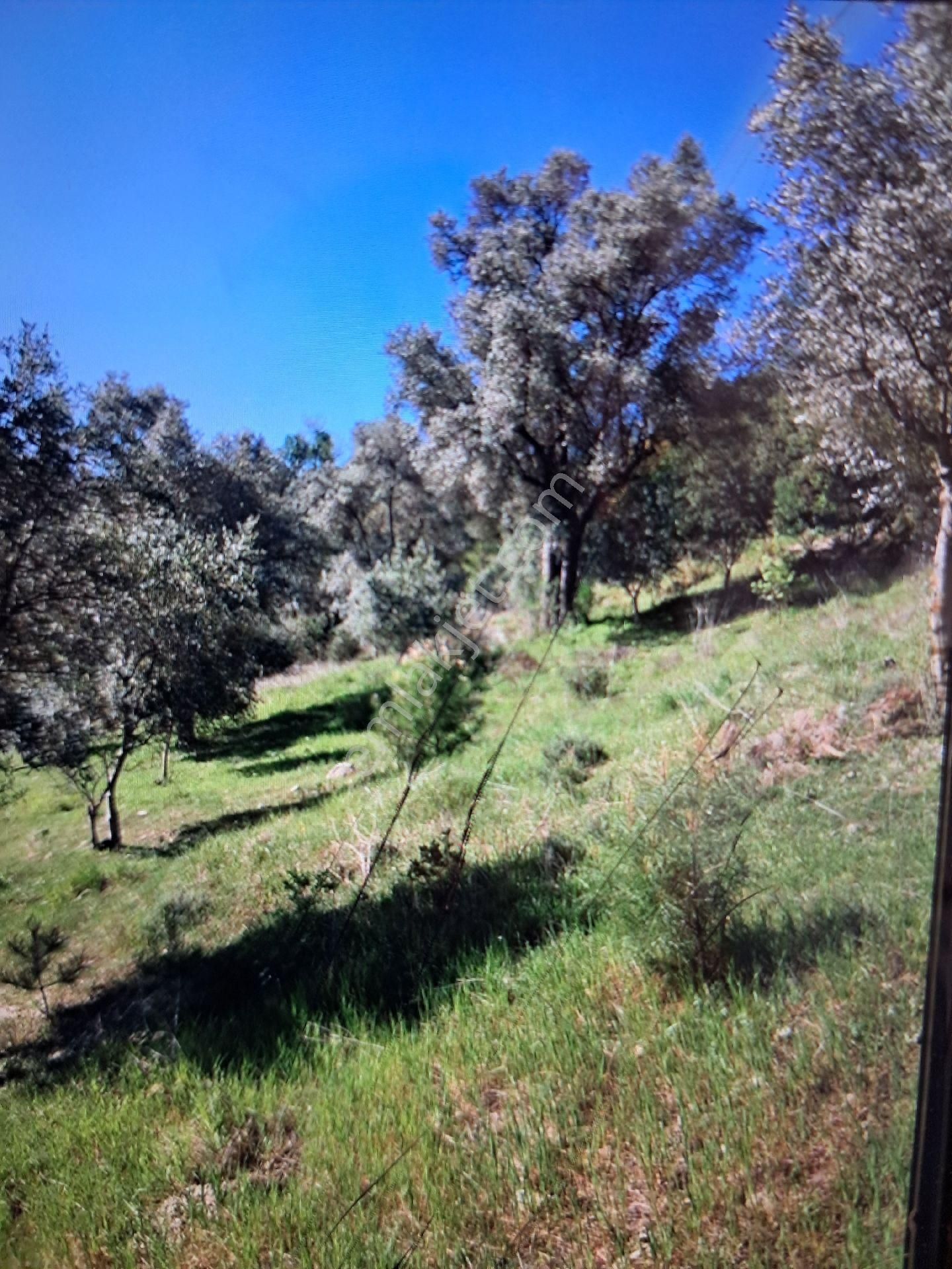 Seydikemer Demirlerde Tek Tapu 6.334 M2 Satılık Tarla - Görsel 7
