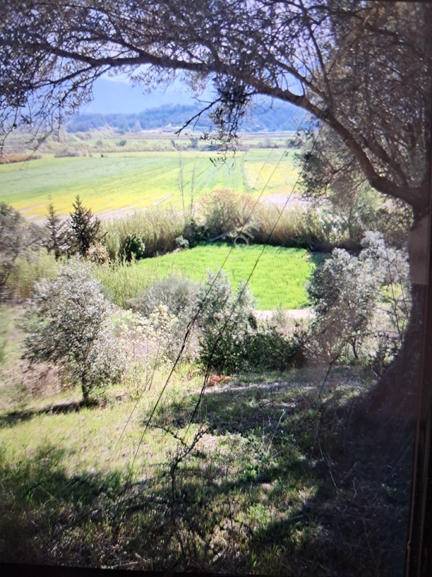 Seydikemer Demirlerde Tek Tapu 6.334 M2 Satılık Tarla