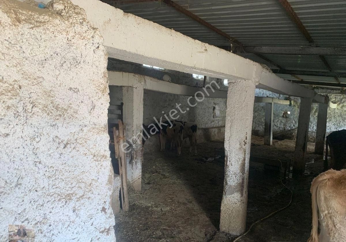 İşletme Ruhsatlı Ahır-imarlı Arsası Doğalgazlı Evi Satılık - Görsel 13