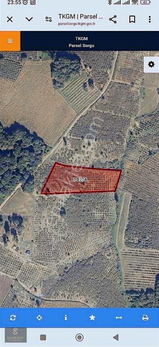 Sakarya Karasu Taşlıgeçit'te 8670m² Fındık Bahçesi