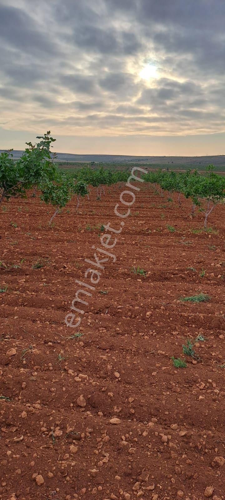 Yatırımlık Uygun Fıstıklık...