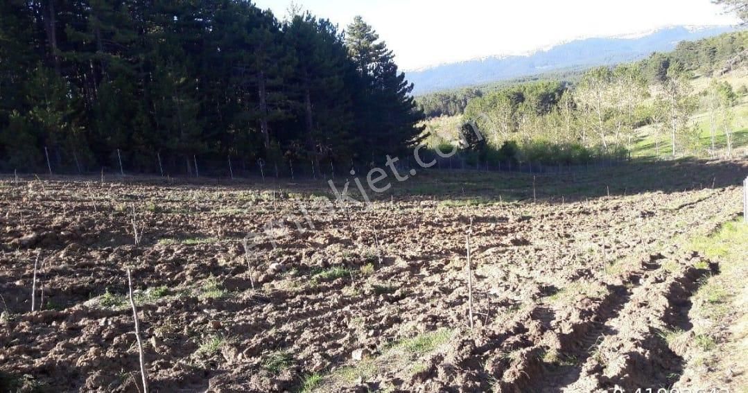 Bursa Kestel Cukur 6548 M (7) +