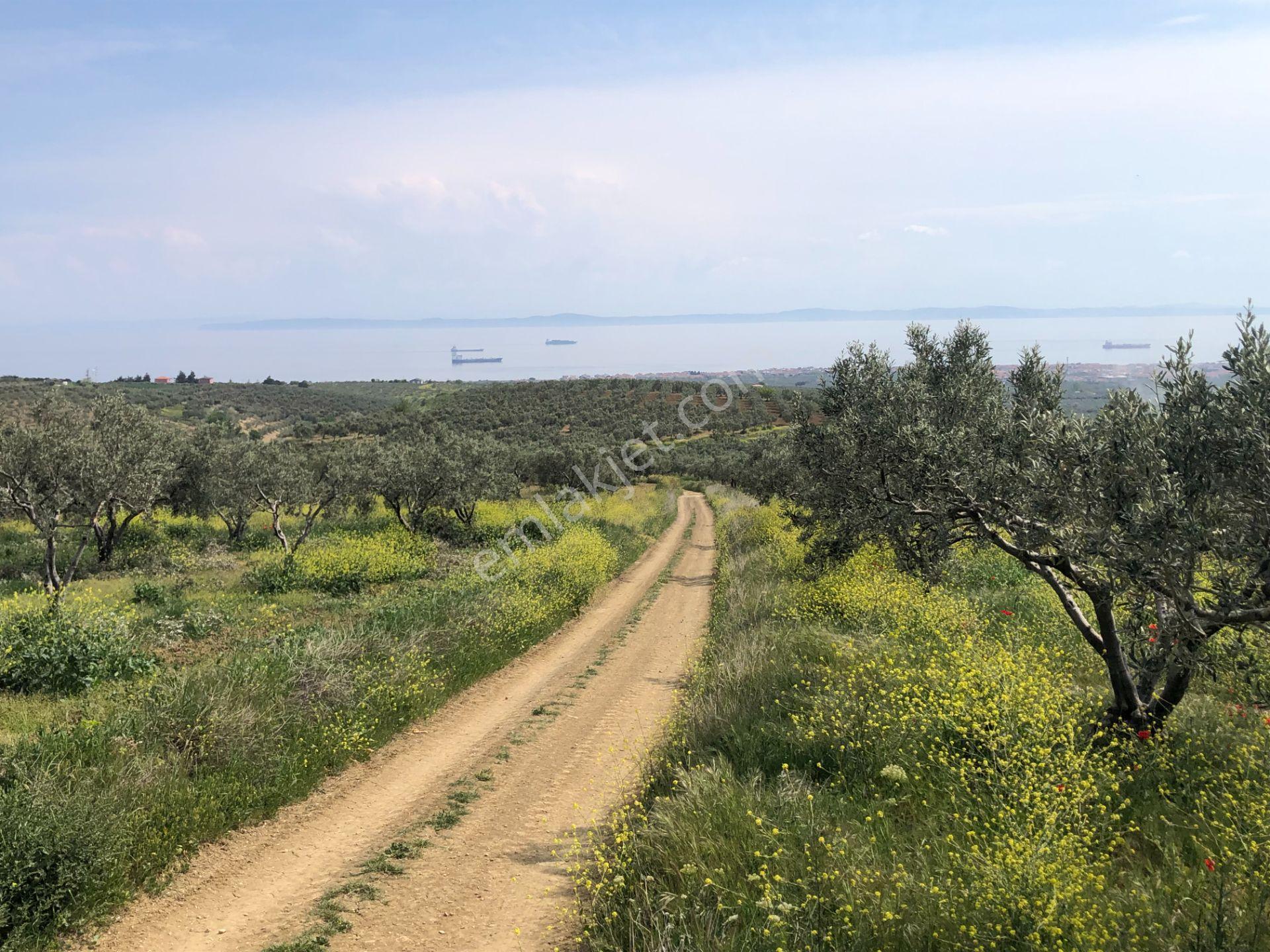 Şarköyde Işık Emlaktan İğdebağları Mah De 22700 M2 M2 Zeytinlik - Görsel 7