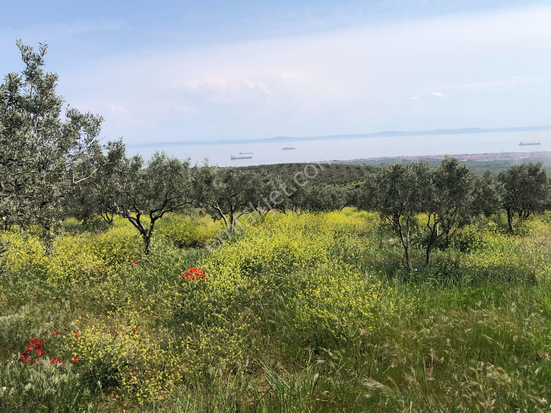 Şarköyde Işık Emlaktan İğdebağları Mah De 22700 M2 M2 Zeytinlik