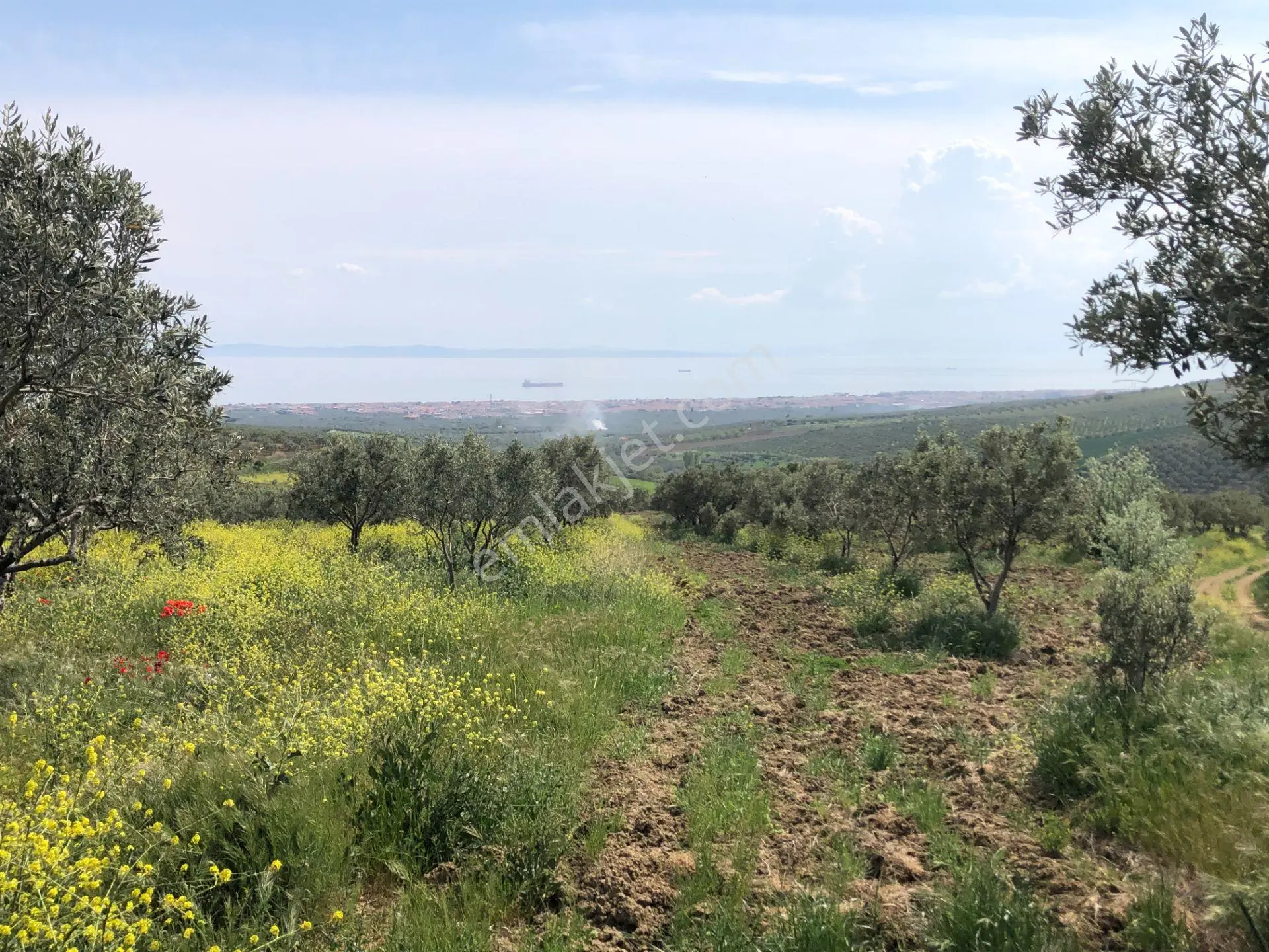 Şarköyde Işık Emlaktan İğdebağları Mah De 22700 M2 M2 Zeytinlik - Görsel 3