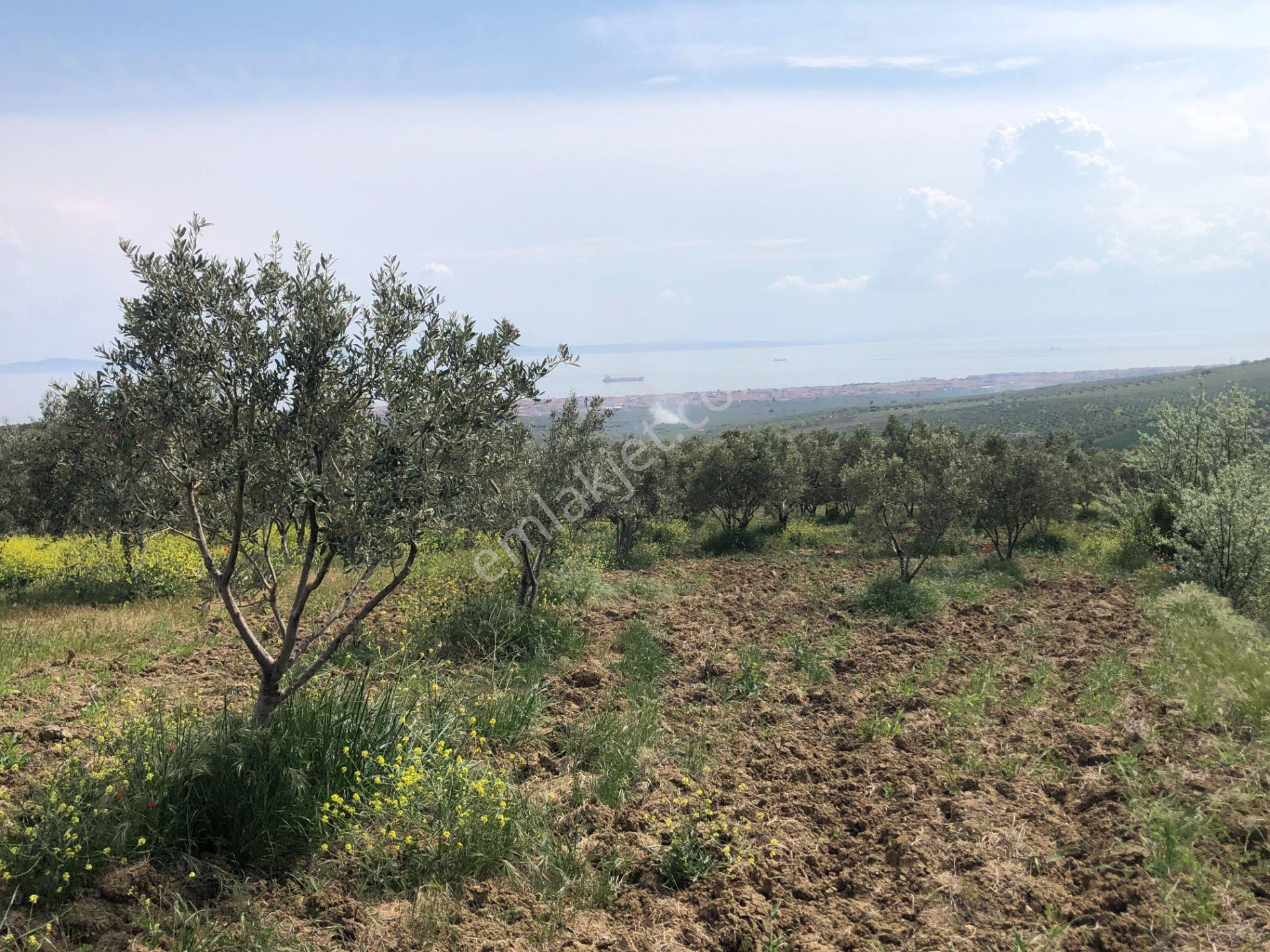 Şarköyde Işık Emlaktan İğdebağları Mah De 22700 M2 M2 Zeytinlik - Görsel 6