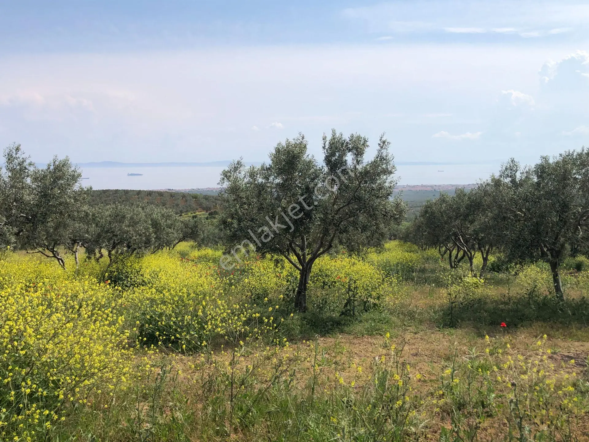 Şarköyde Işık Emlaktan İğdebağları Mah De 22700 M2 M2 Zeytinlik - Görsel 5
