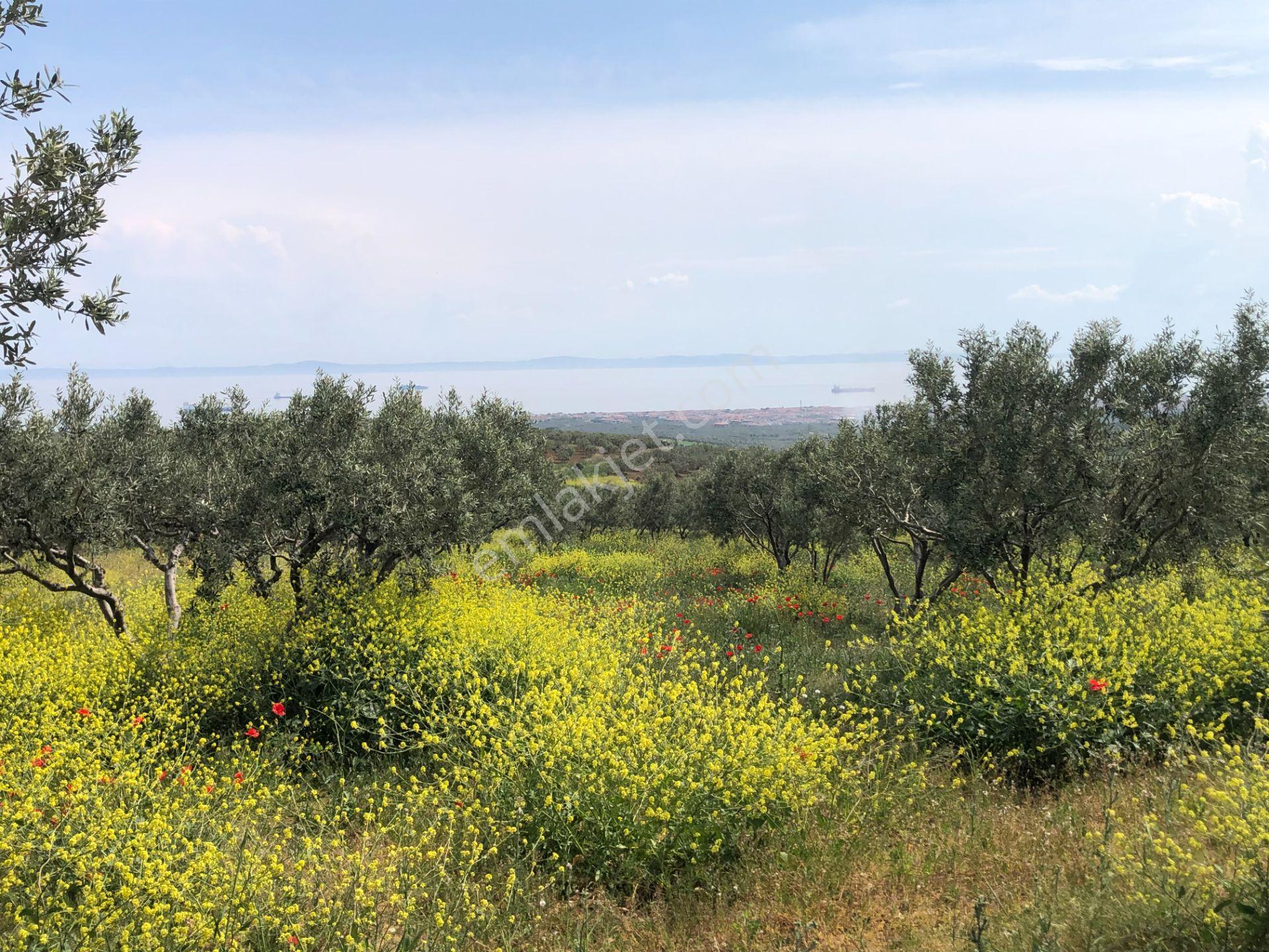 Şarköyde Işık Emlaktan İğdebağları Mah De 22700 M2 M2 Zeytinlik - Görsel 4