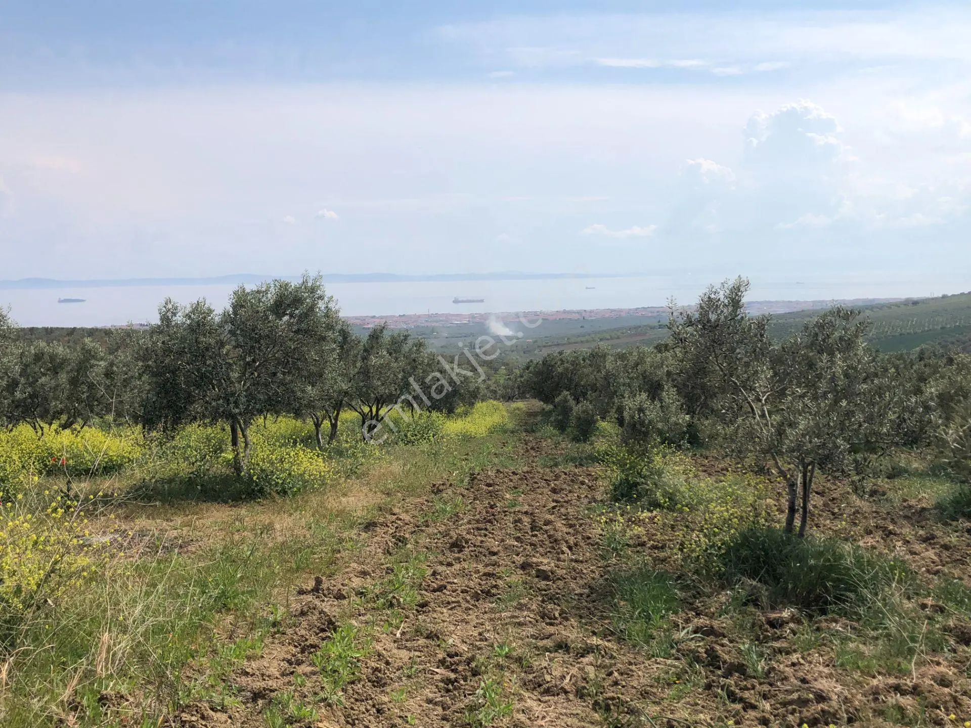 Şarköyde Işık Emlaktan İğdebağları Mah De 22700 M2 M2 Zeytinlik - Görsel 2