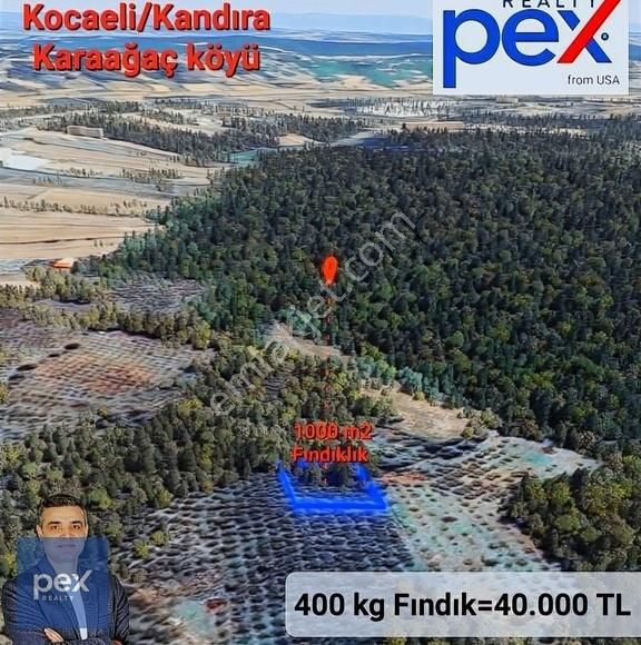 Kandıra Karaağaç Köyünde 1000 M2 Bakımlı %5 İmarlı Fındıklık