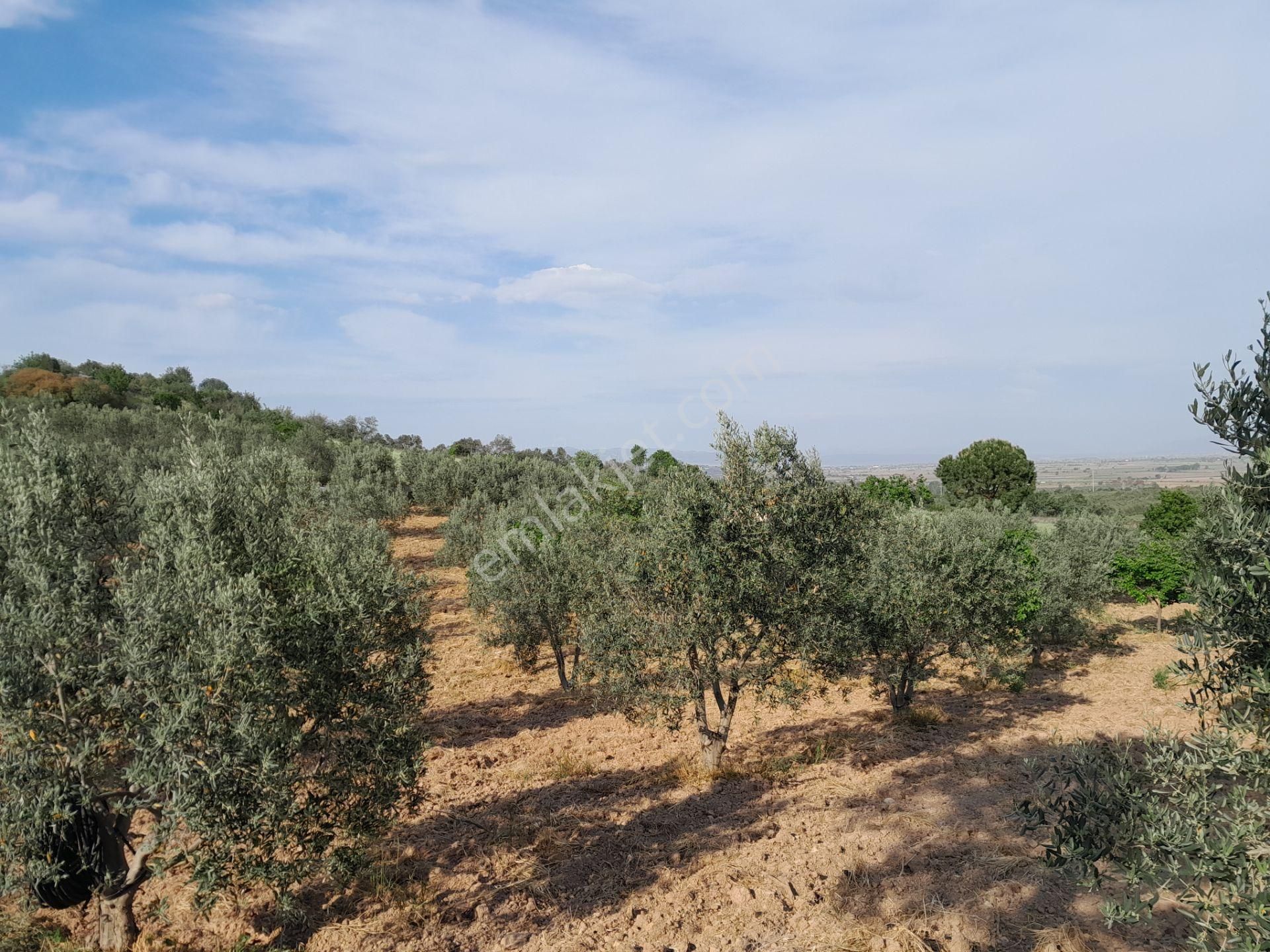 Bergama Kurtuluş Mah.toplam 16.582 M2 2/1 Hissesi 8.291 M2 Olan Zeytinlik Satılıktır - Görsel 5