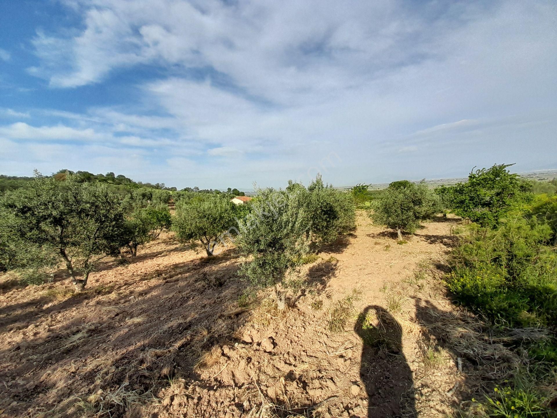 Bergama Kurtuluş Mah.toplam 16.582 M2 2/1 Hissesi 8.291 M2 Olan Zeytinlik Satılıktır - Görsel 21