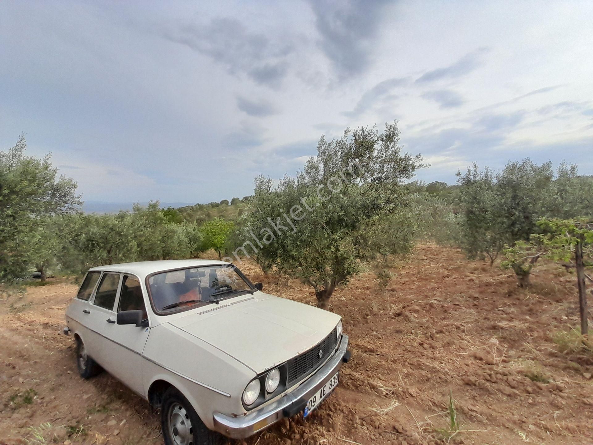 Bergama Kurtuluş Mah.toplam 16.582 M2 2/1 Hissesi 8.291 M2 Olan Zeytinlik Satılıktır - Görsel 6