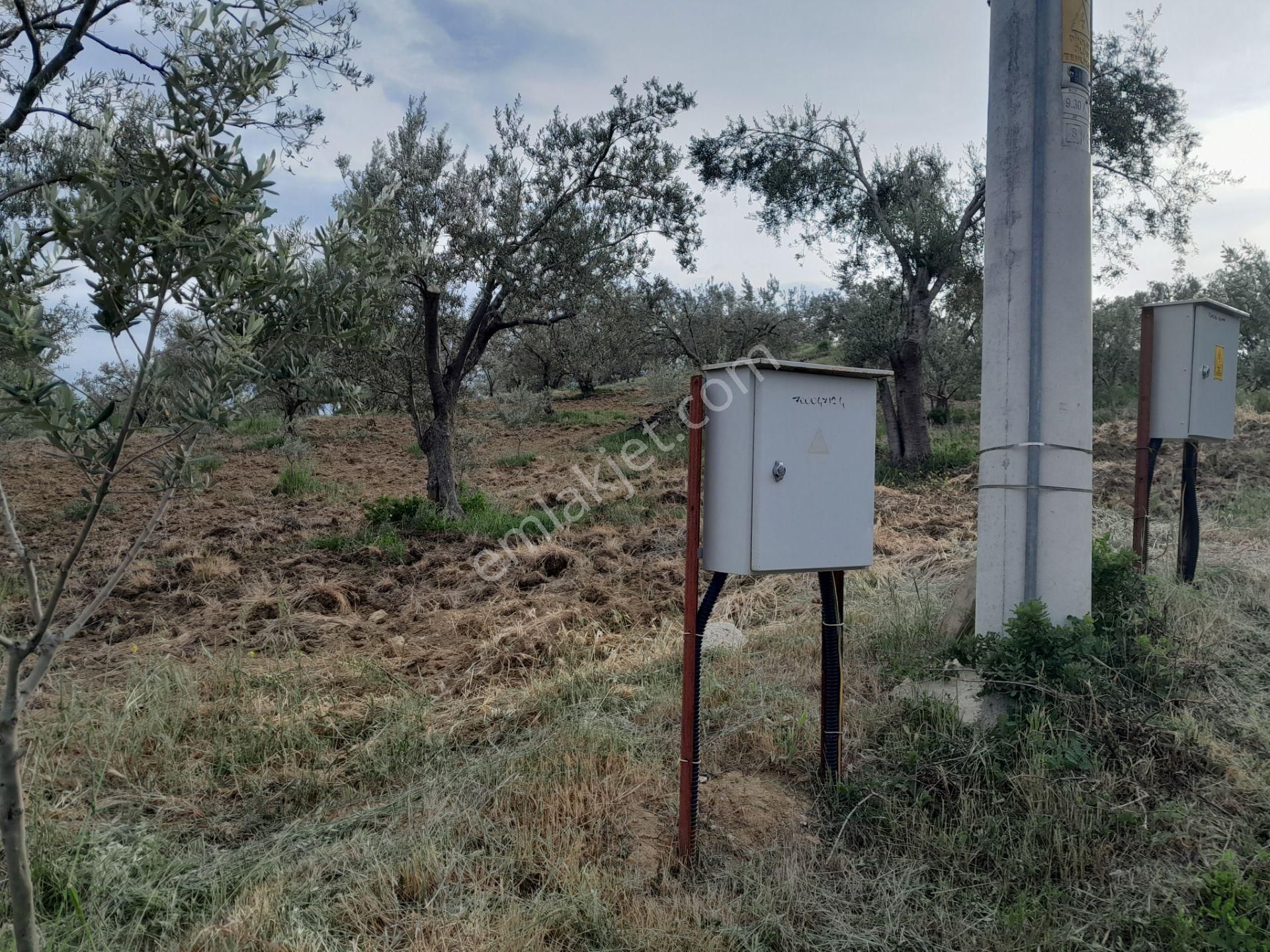 Bergama Kurtuluş Mah.toplam 16.582 M2 2/1 Hissesi 8.291 M2 Olan Zeytinlik Satılıktır - Görsel 35