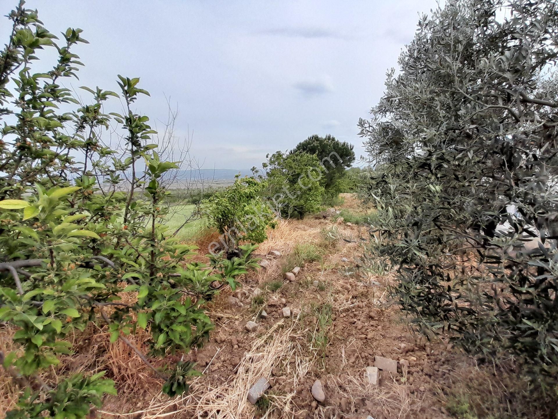 Bergama Kurtuluş Mah.toplam 16.582 M2 2/1 Hissesi 8.291 M2 Olan Zeytinlik Satılıktır - Görsel 24