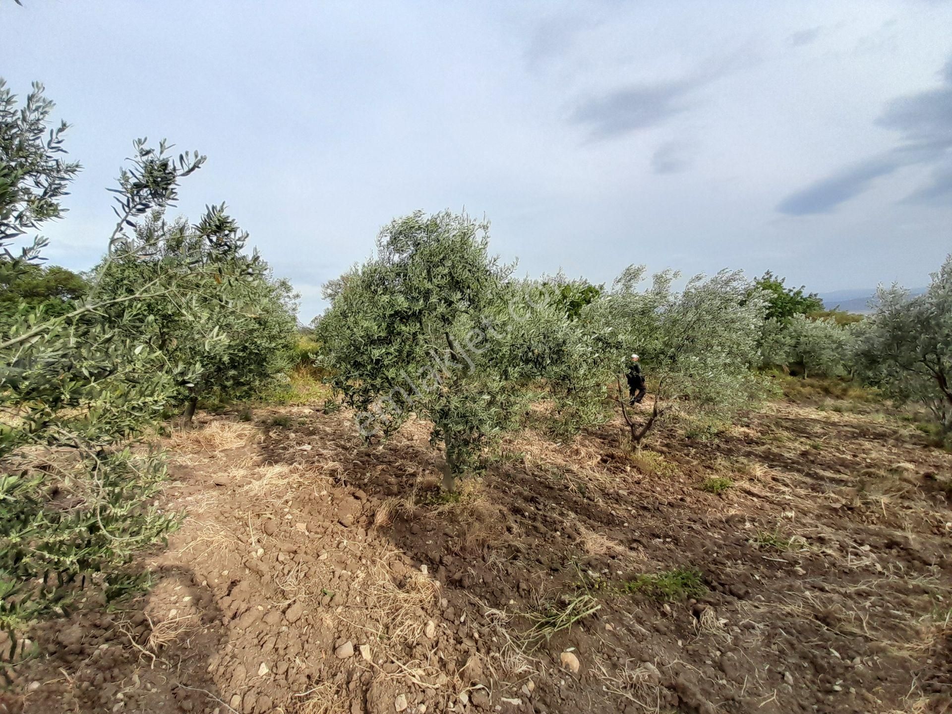 Bergama Kurtuluş Mah.toplam 16.582 M2 2/1 Hissesi 8.291 M2 Olan Zeytinlik Satılıktır - Görsel 23