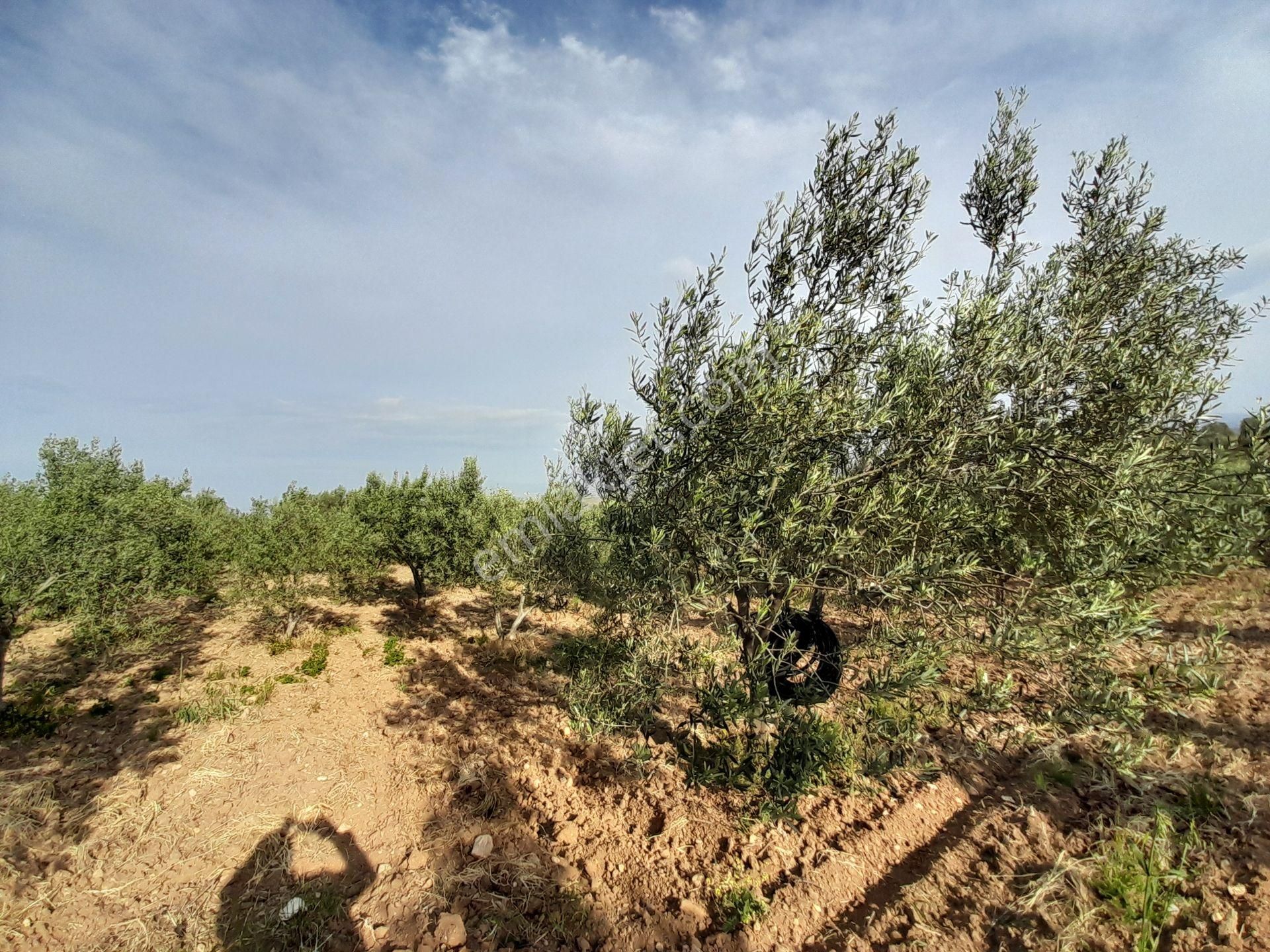 Bergama Kurtuluş Mah.toplam 16.582 M2 2/1 Hissesi 8.291 M2 Olan Zeytinlik Satılıktır - Görsel 19