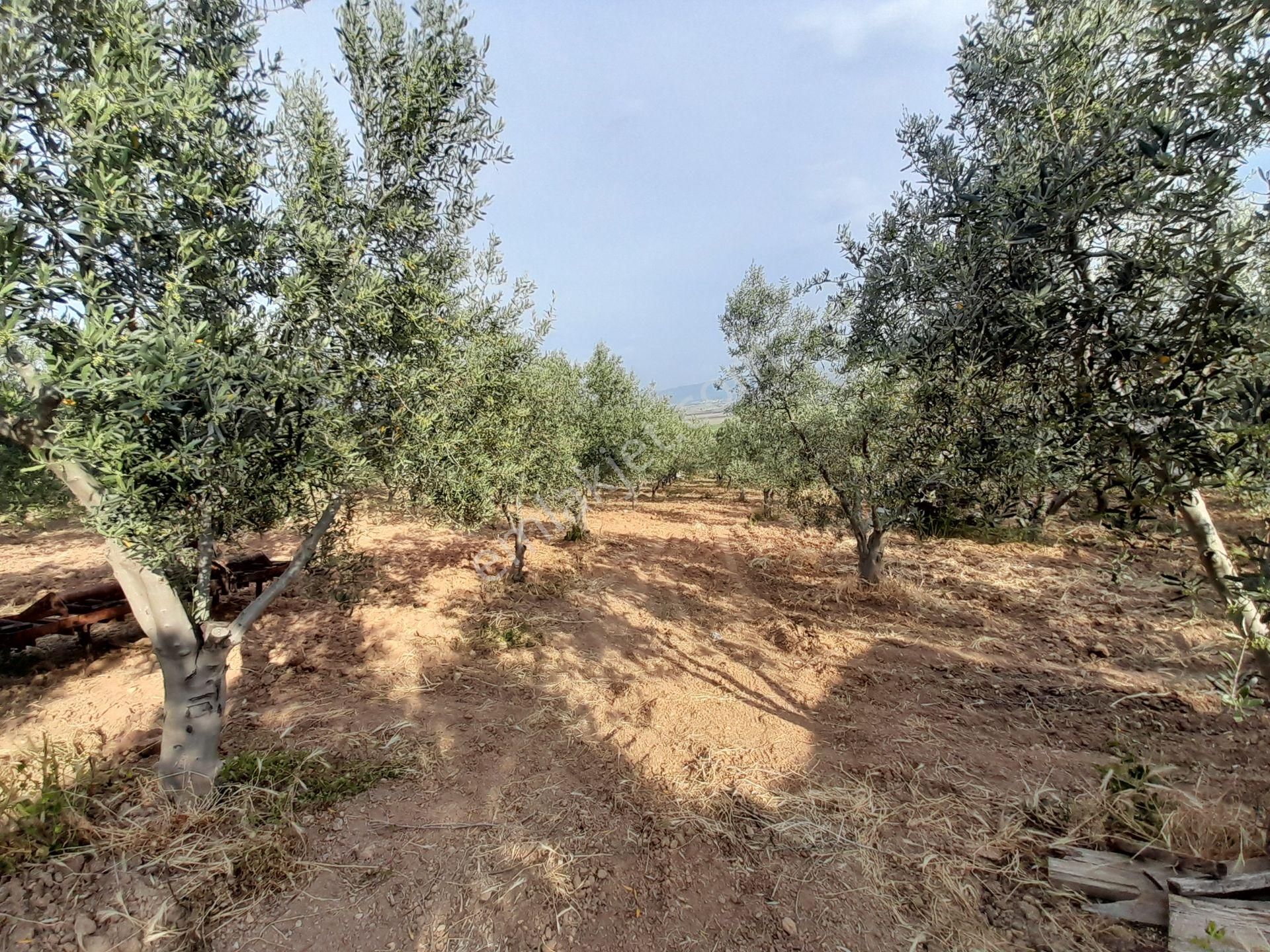 Bergama Kurtuluş Mah.toplam 16.582 M2 2/1 Hissesi 8.291 M2 Olan Zeytinlik Satılıktır - Görsel 17