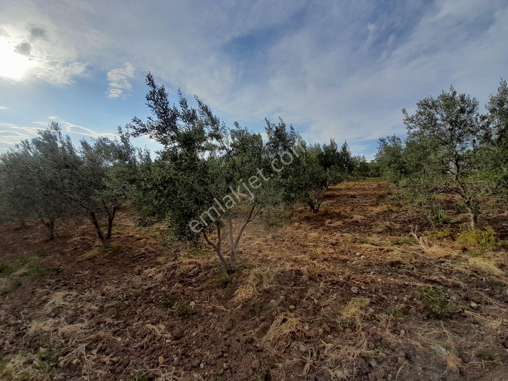 Bergama Kurtuluş Mah.toplam 16.582 M2 2/1 Hissesi 8.291 M2 Olan Zeytinlik Satılıktır - Görsel 10