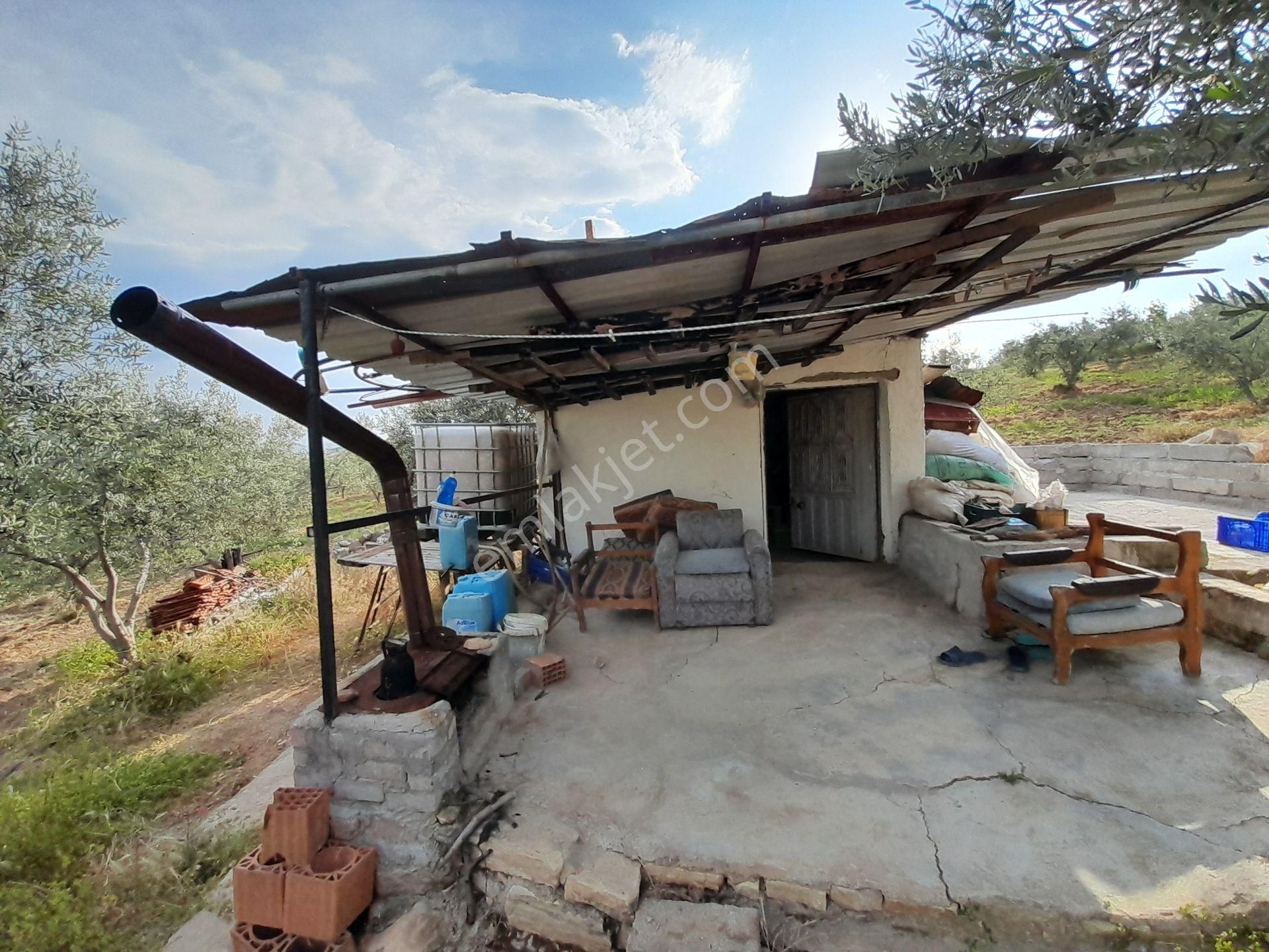 Bergama Kurtuluş Mah.toplam 16.582 M2 2/1 Hissesi 8.291 M2 Olan Zeytinlik Satılıktır - Görsel 8