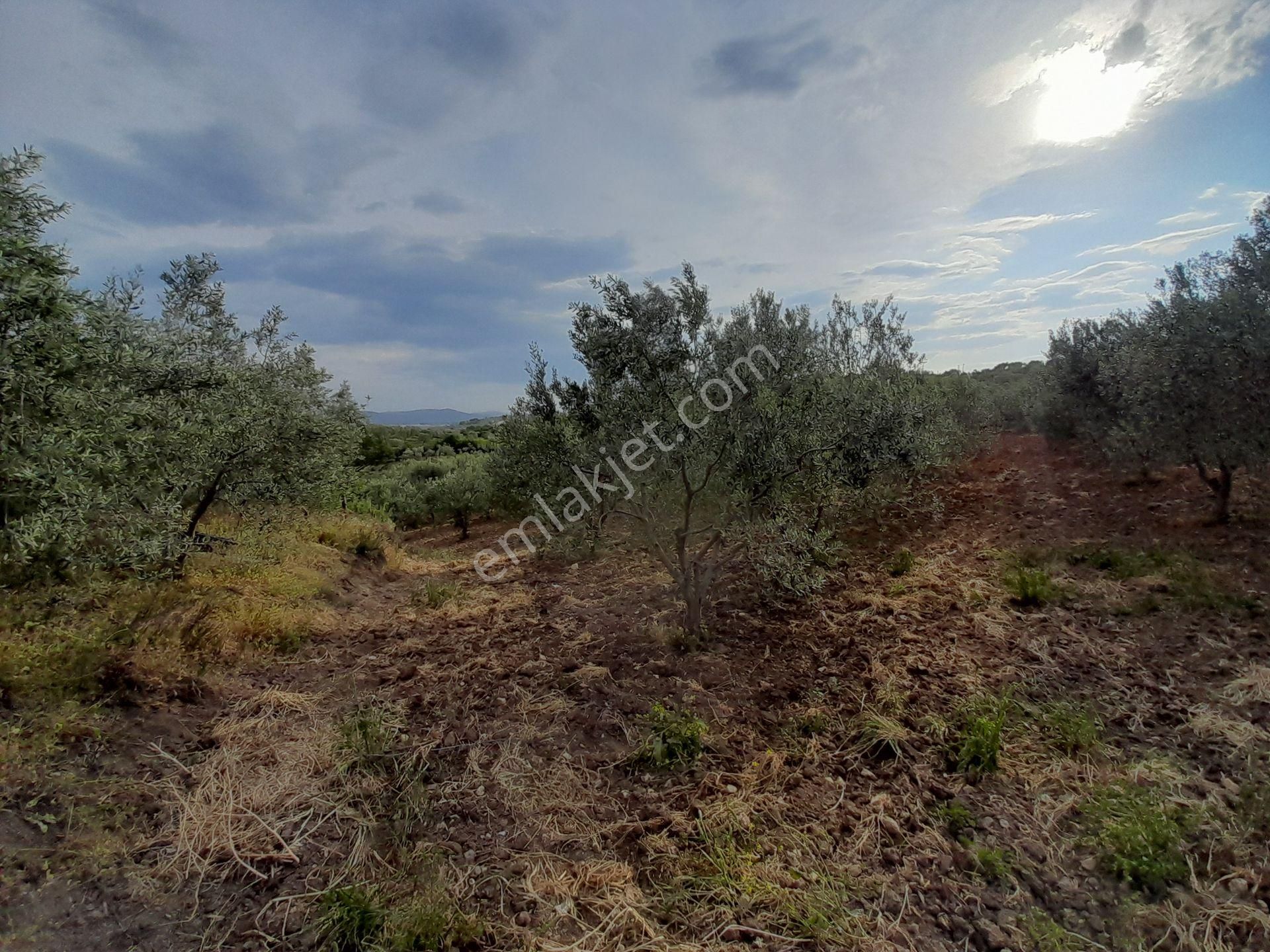 Bergama Kurtuluş Mah.toplam 16.582 M2 2/1 Hissesi 8.291 M2 Olan Zeytinlik Satılıktır - Görsel 20